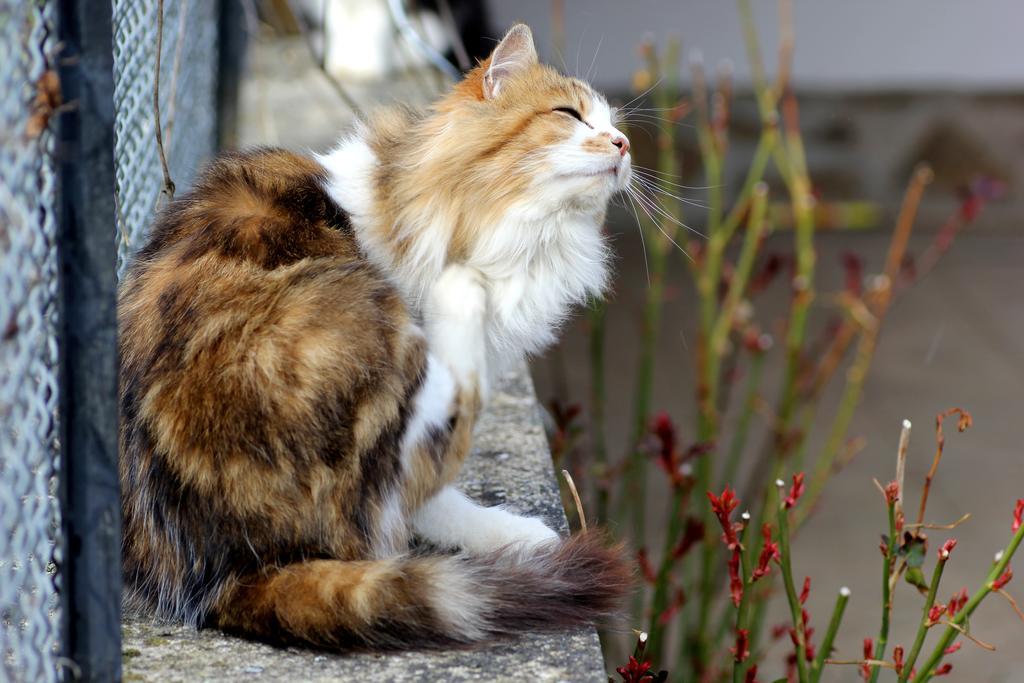 La Maison Des Chats Saint-Mary-le-Plain Luaran gambar