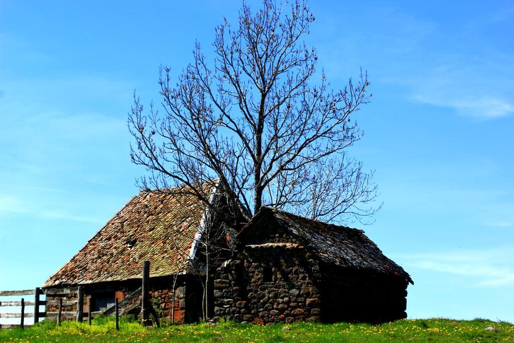 La Maison Des Chats Saint-Mary-le-Plain Luaran gambar